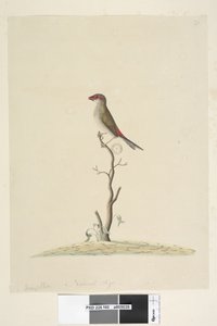 Pagina 40. Fringilla. Ware grootte Rood, Gebroekte Vink Neochmia temporalis Aegintha temporalis, 1791-92 door Unknown artist