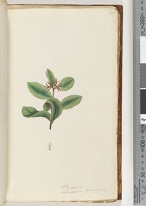 Pagina 40. Persoonia / Schraderia ferruginea