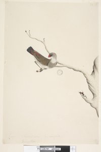 Pagina 41. Fringilla. boven titel in andere hand Juni. Natuurlijke grootte. Iris twijfelachtig Diamantvink Stagonopleura guttata, onvolwassen, 1791-92 door Unknown artist