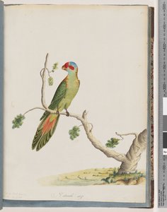 Muskus Lorikeet