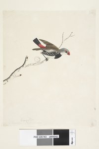 Pagina 43. Fringilla. onder titel in andere hand Februari. Ware grootte Diamantvink Stagonopleura guttata, 1791-92 door Unknown artist