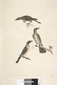 Pagina 46. Cuculus. langs onderrand in andere hand Deze vogels getekend op natuurlijke grootte. De bovenste twee vogels zijn Gouden Bronzen Koekoeken, de derde is een Rosse Fluiter Lamprococcyx plagosus Chrysococcyx lucidis, 1791-92 door Unknown artist