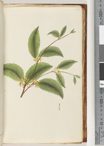Pagina 48. Ongeïdentificeerde plant door Unknown