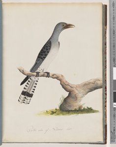 Pagina 49. Onbekende vogel. Scythrops door Unknown artist