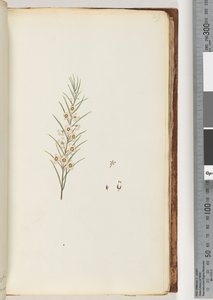 Pagina 49. Onbekende plant