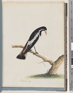 Pagina 50. Ekster-leeuwerik. Corvus cyanoleucos door Unknown artist