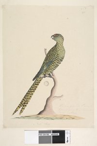 Pagina 50. Dit is een grondpapegaai en gaat nooit of zeer zelden naar een boom. onderaan in andere hand Natuurlijke grootte. Grondpapegaai Pezoporus wallicus, 1791-92 door Unknown artist