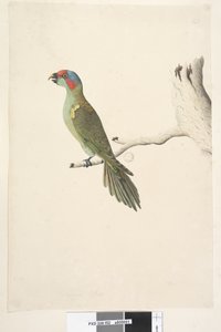 Pagina 52. Ware grootte Musk Lorikeet Glossopsitta concinna, 1791-92