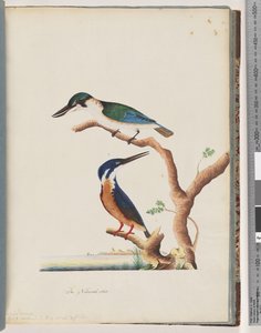 Heilige IJsvogel. Alcedo sacre. Azuren IJsvogel. 2, 3-tenige N. Holland IJsvogel door Unknown artist