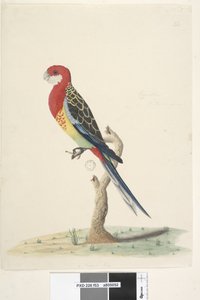 Pagina 53. Corella. Natuurlijke grootte Oostelijke Rosella Platycercus eximius