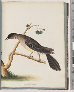 Pagina 55. Rode Wattlebird. Merops carunculatus door Unknown artist