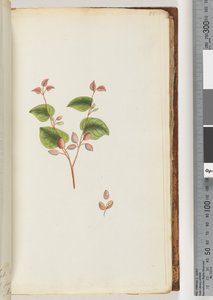 Pagina 55. Onbekende plant door Unknown artist