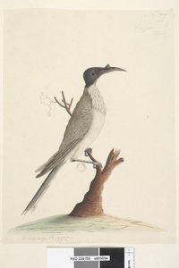 Pagina 55. Wer,gan of de Friar. linksonder in een andere hand Meliphaga Phrygia. midden onder in een derde hand Natuurlijke grootte Luidruchtige Friarbird Philemon corniculatus, 1791-92 door Unknown artist