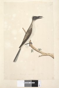Januari Noisy Friarbird door Unknown artist