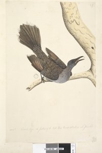 Pagina 58. Okt. Natuurlijke grootte, de veren van de nek, kop, borst en rug zijn allemaal puntig Borstelwattle Vogel Anthochaera chrysoptera, 1791-92 door Unknown artist