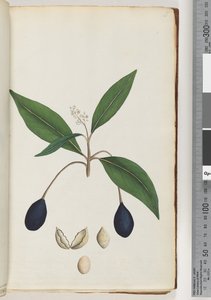 Ongeïdentificeerde plant