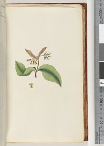 Pagina 60. Onbekende plant