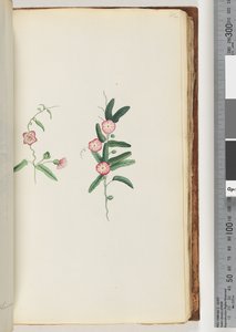 Pagina 62. Onbekende plant door Unknown artist