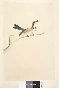 Pagina 63. Mei. Natuurlijke grootte Tawny Crowned Honingeter Phylidonyris melanops, 1791-92 door Unknown artist