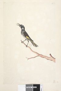 Pagina 65. Mei, natuurlijke grootte Geelvleugel Honingeter Meliornis novae, hollandiae, 1791-92 door Unknown artist