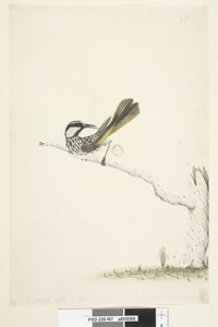 Pagina 67. Ware grootte, juni Witte, Wanghoningeter Phylidonyris nigra, 1791-92 door Unknown artist