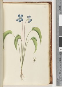 Ongeïdentificeerde plant door Unknown artist