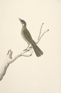 Augustus Lewin Honeyeater door Unknown artist