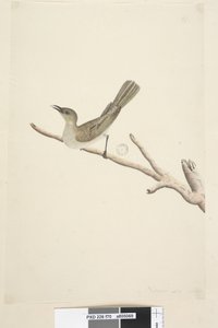 Pagina 70. Natuurlijke grootte. Augustus Fuscous Honingeter Lichenostomus fuscus, 1791-92 door Unknown artist