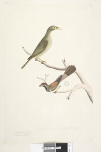 Bell Miner en Rhipidura rufifrons door Unknown artist