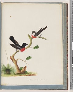 Pagina 73. Scharlaken Roodborstjes door Unknown artist
