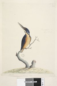 IJsvogel door Unknown artist