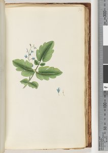 Ongeïdentificeerde plant door Unknown artist
