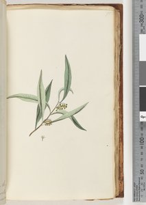 Pagina 75. Onbekende plant