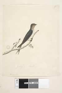 Pagina 76. Hirundo. onderaan in andere hand Januari Natuurlijke grootte Welkom Zwaluw Hirundo neoxena, 1791-92 door Unknown artist