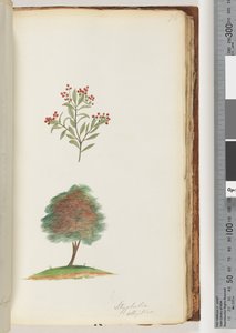 Pagina 76. Styphelia elliptica / Boomheide