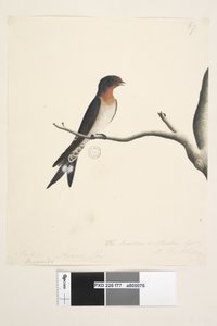 Zwaluw of Martin van N.S. Wales door Unknown artist