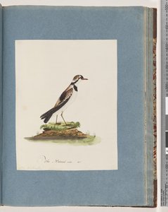 Pagina 79. Zwartvoorhoofdplevier. Charadrius Hiaticula door Unknown artist