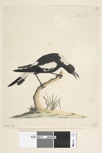 Pagina 7. Barita. volgende titel in andere hand 1/2 de natuurlijke grootte. een andere opmerking in een derde hand, luidt Deze vogel heeft een zeer ongebruikelijke en niet onaangename noot. Zwart, Rug Magpie Gymnorhina tibicen, 1791-92 door Unknown artist