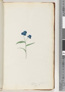 Commelina capillaris door Unknown artist