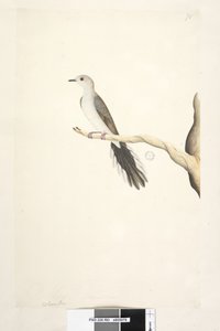 Diamond Dove door Unknown artist