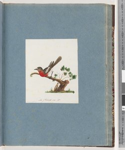 Pagina 81. Scharlaken Roodborst door Unknown artist