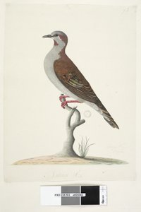 Brush Bronzewing Pigeon