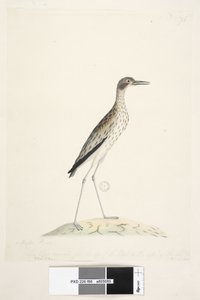 Een Nachtvogel. Oedicnemus door Unknown artist