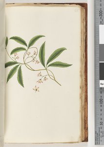 Pagina 86. Onbekende plant door Unknown artist
