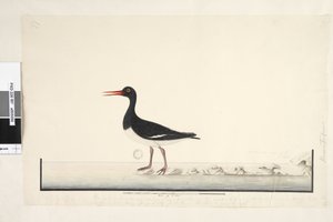 Pagina 87. Hematopus. rechtsonder in andere hand September. langs de onderrand in derde hand Het mannetje & vrouwtje worden altijd samen gezien op de rotsen & lage punten maar hebben de haven volledig verlaten door vaak te worden gestoord, de iris is zeer  door Unknown artist
