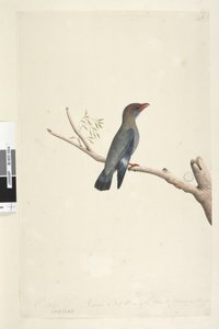Pagina 8. Coraciae. Oktober. Gereduceerd tot de helft van de grootte van de vogel waar de tekening van is gemaakt Dollar, Vogel Eurystomus orientalis door Unknown artist