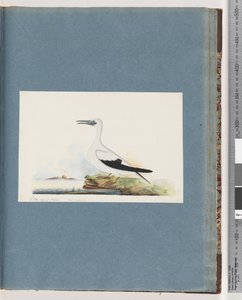 Pagina 91. Onbekende vogel. Pel. borssanus door Unknown artist