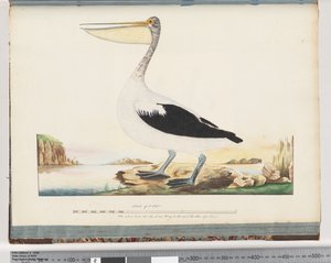 Pagina 92. Australische Pelikaan