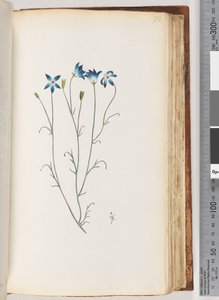 Pagina 92. Onbekende plant door Unknown artist