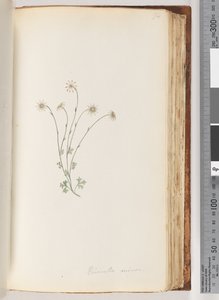 Pagina 94. Eriocalia minor